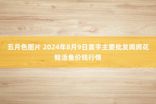 五月色图片 2024年8月9日寰宇主要批发阛阓花鲢活鱼价钱行情