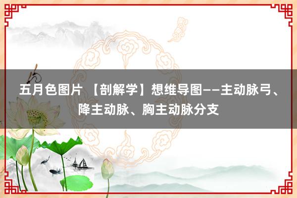 五月色图片 【剖解学】想维导图——主动脉弓、降主动脉、胸主动脉分支